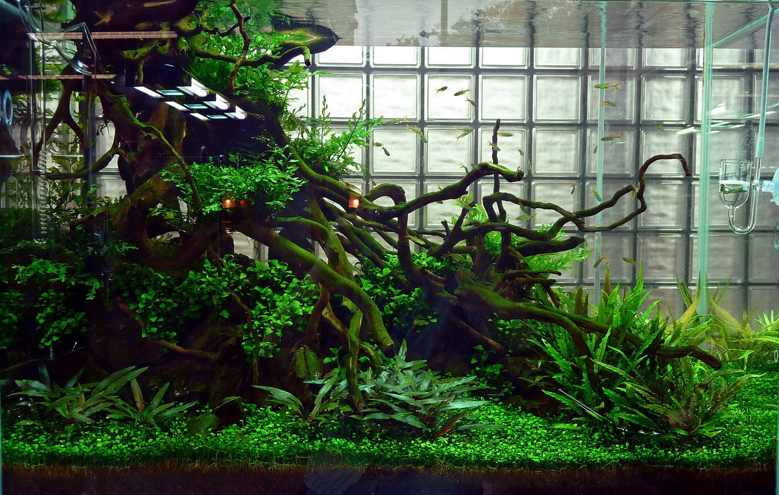 aquascape reddit super mario fish tank gaming aquascape reddit super mario fish tank gaming