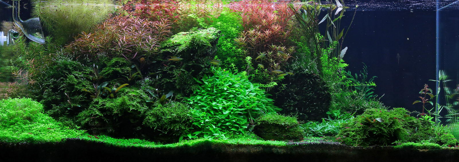 Stilformen im Aquascaping - Aqua Rebell