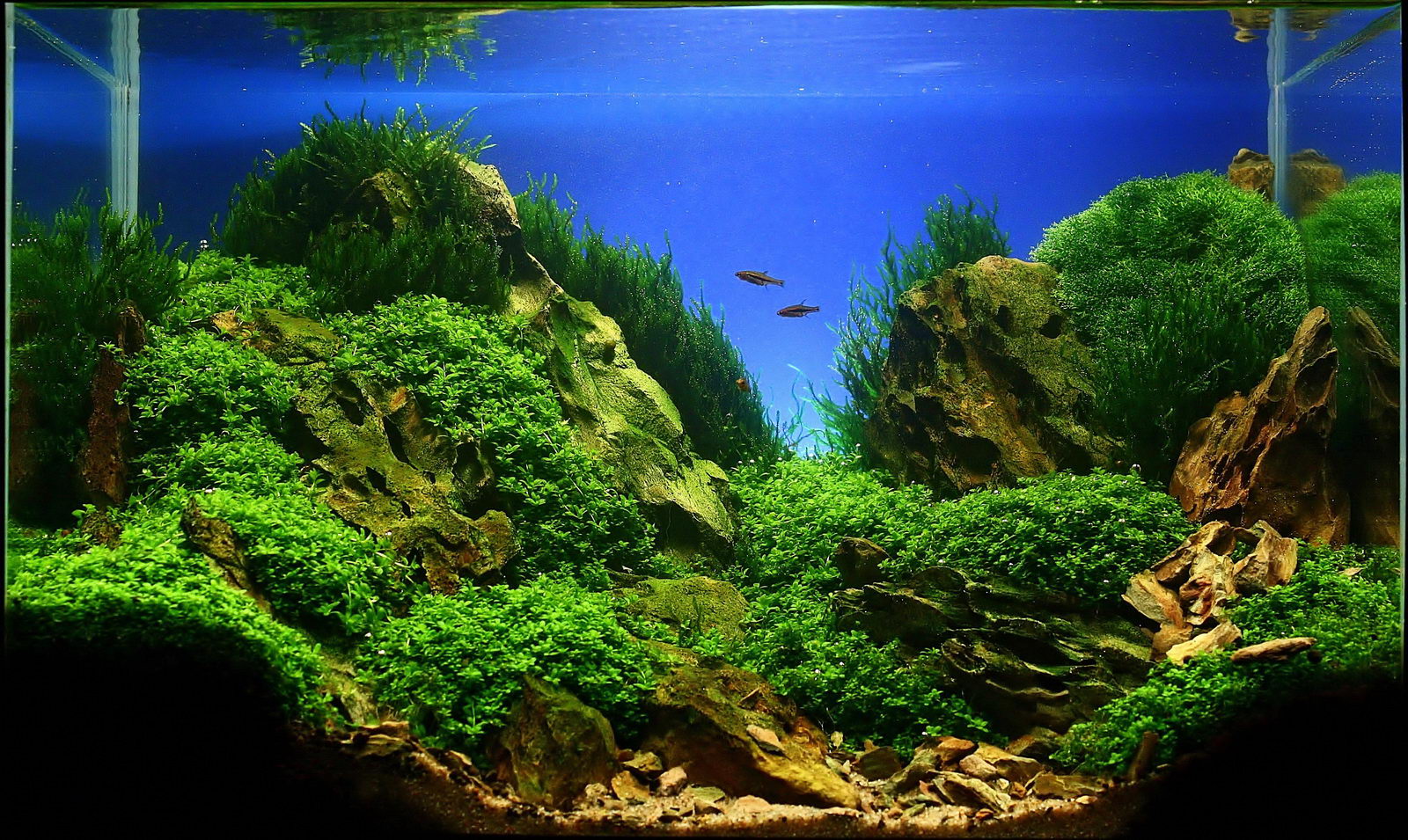 Aquascape Rocks For Sale  myideasbedroom.com