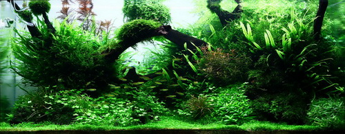 Aqua Rebell Showtank