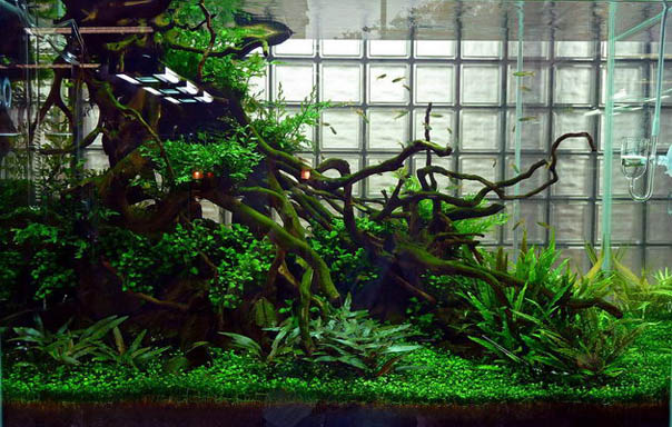 Aquascape