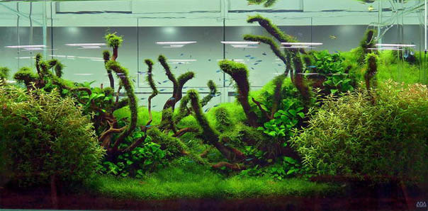 Aquascape