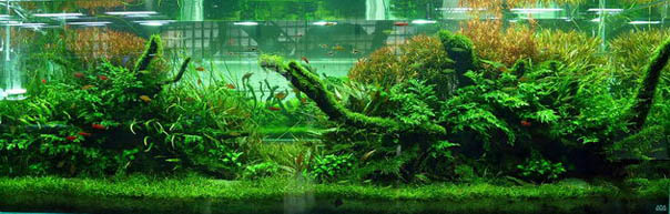 Aquascape
