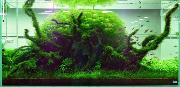 Aquascape