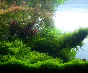 Aquascape