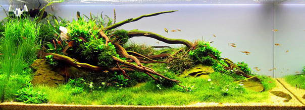 Aquascape