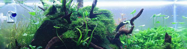 Aquascape