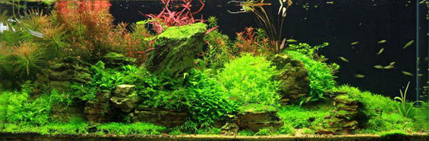 Aquascape