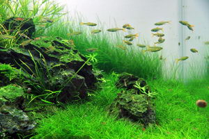 Aquascape