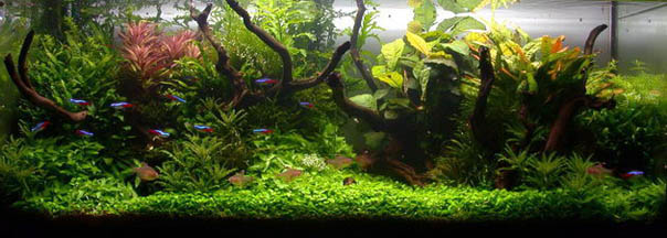 Aquascape