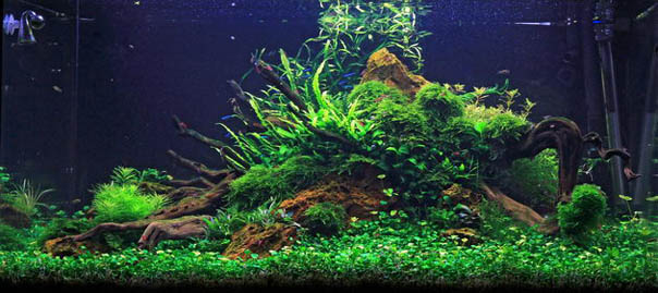 Aquascape
