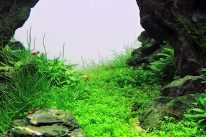 Aquascape