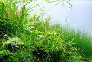 Aquascape