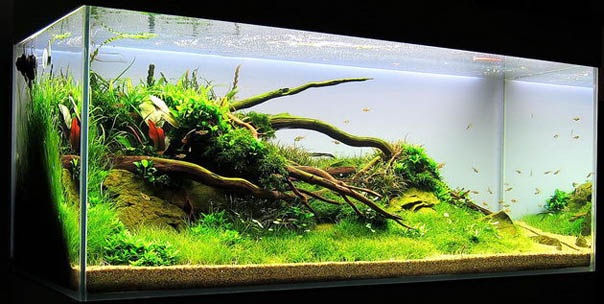 Aquascape
