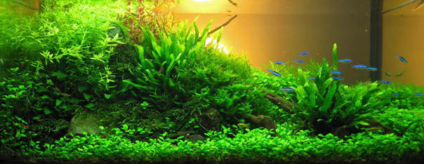 Aquascape