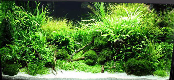 Green Rising - 1st Place - The Art of the Planted Aquarium 2010 - XL