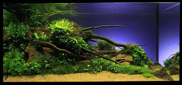 St. Elmo's - 3rd Place - The Art of the Planted Aquarium 2011 - XL