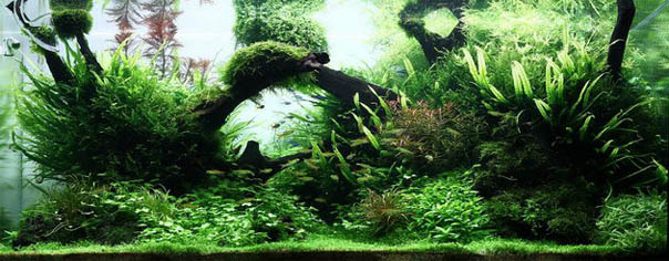 Aquascape