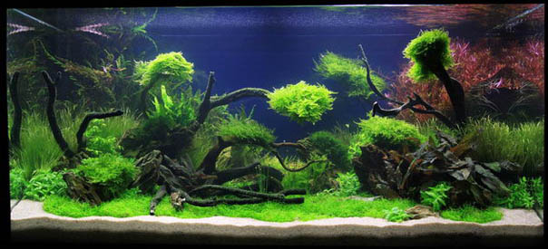 2nd Place The Art of the Planted Aquarium 2011 - XL