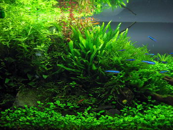 Aquascape