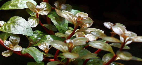 Aquatic Plants