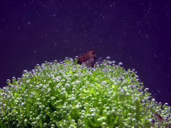 Aquatic Plants