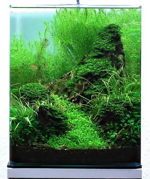 1st Place The Art of the Planted Aquarium 2011 - Nano