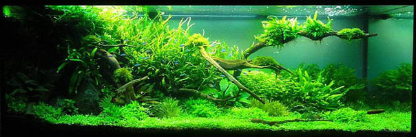 Natural Ground