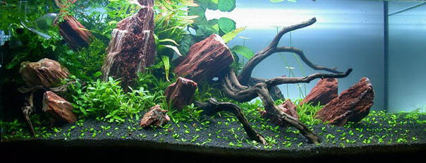 Aquascape