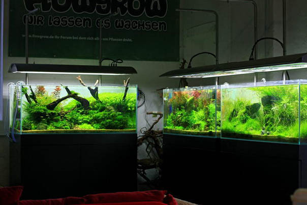 Aquascapes