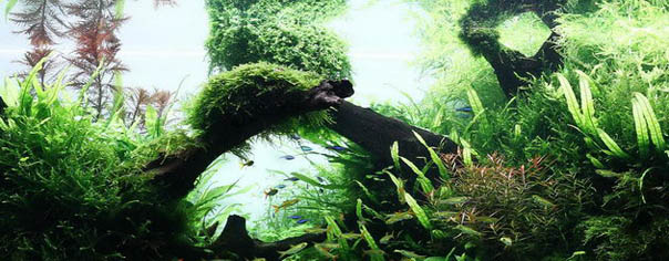 Aquascape