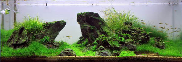 Aquascape