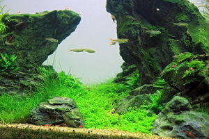 Aquascape
