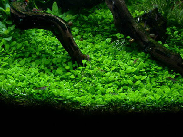 Glossostigma elatinoides