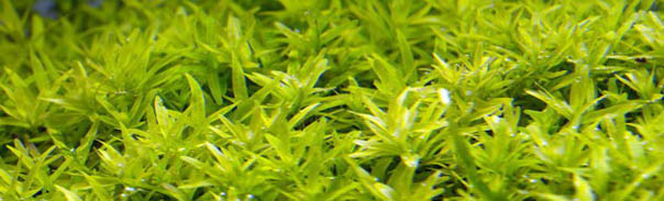 Aquatic Plants
