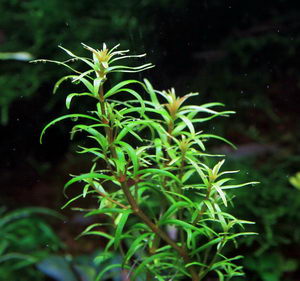 Aquatic Plants