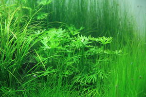 Aquatic Plants
