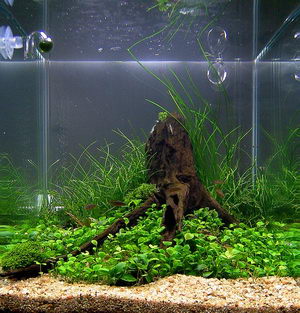 Aquascape