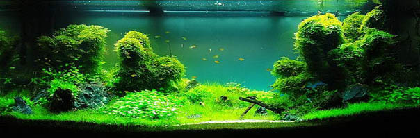 Magical Forest