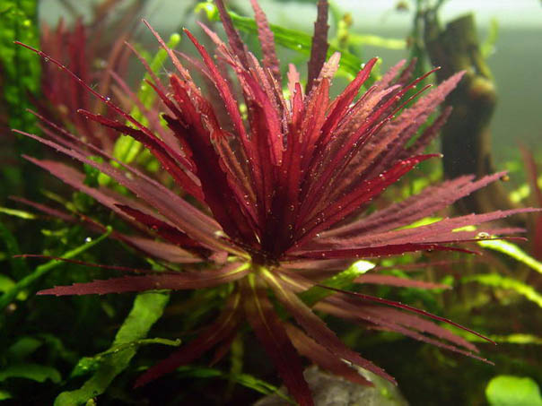 Aquatic Plants