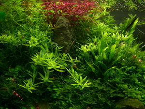 Aquascape