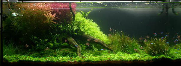 Aquascape