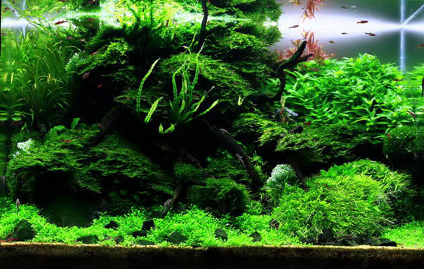 Aquascape