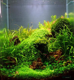 Machu Picchu - 3rd Place - The Art of the Planted Aquarium 2010 - Nano