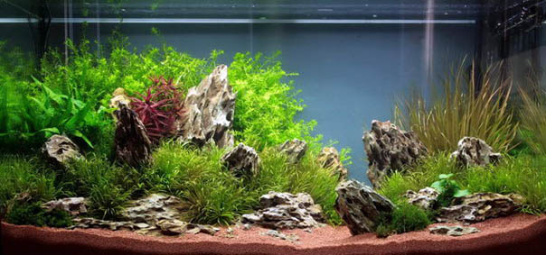 Nowhere fast - 2nd Place - The Art of the Planted Aquarium 2010 - XL