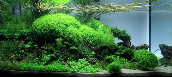 1st Place The Art of the Planted Aquarium 2011 - XL