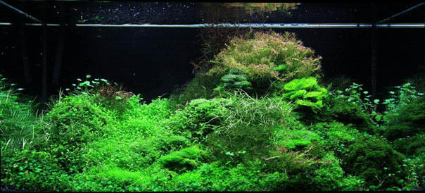 Ground cover battle island