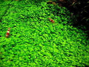 Aquatic Plants