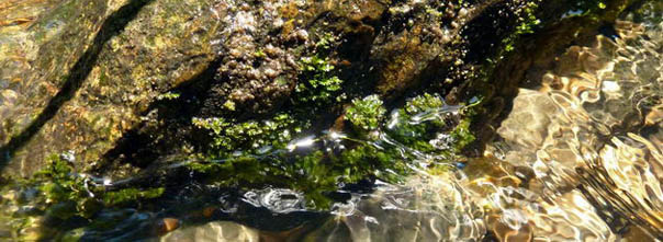 Habitat