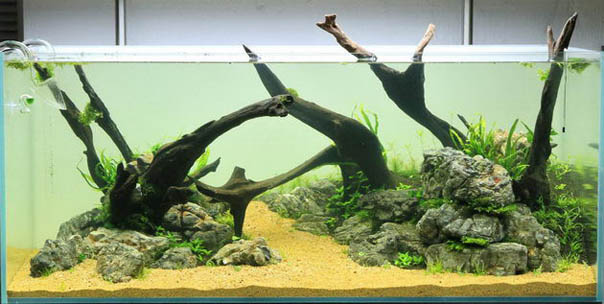 Aquascape